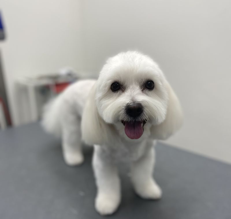 Coton de Tuléar