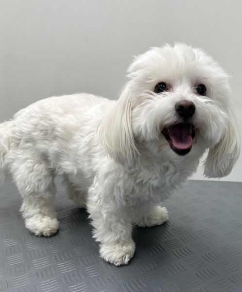 Coton de Tuléar